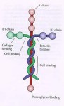 laminin