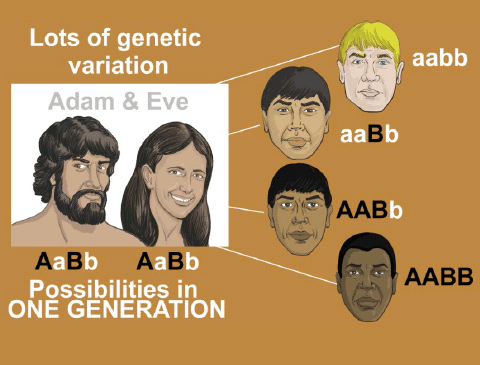 genetic-variation