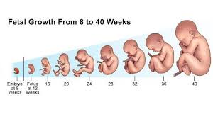 baby development